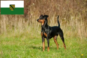 Read more about the article Criadores de Pinscher alemão e cachorros em Saxónia