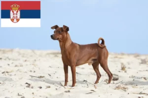 Read more about the article Criadores de Pinscher miniatura e cachorros na Sérvia