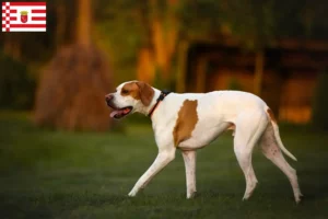 Read more about the article Criadores de Pointer inglês e cachorros em Bremen