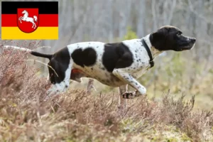 Read more about the article Criadores de Pointer Inglês e cachorros na Baixa Saxónia
