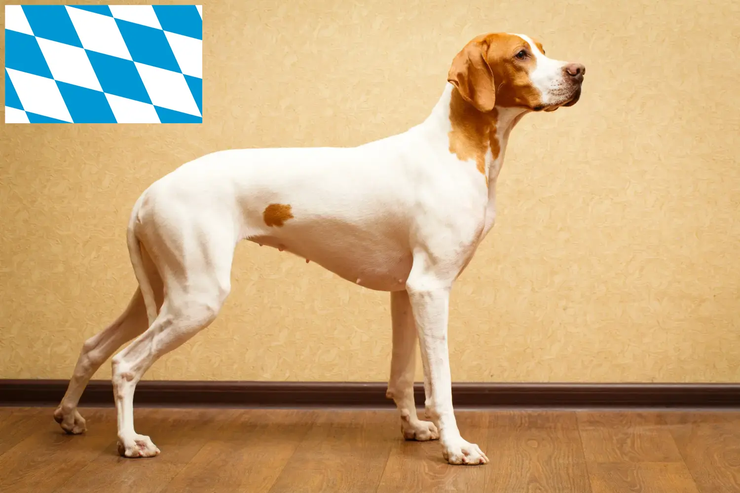 Read more about the article Criadores de Pointer inglês e cachorros na Baviera