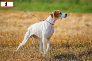 Read more about the article Criadores de Pointer inglês e cachorros em Berlim