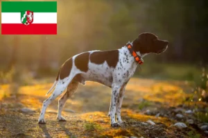 Read more about the article Criadores de Pointer inglês e cachorros na Renânia do Norte-Vestefália