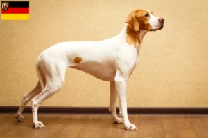 Read more about the article Criadores de Pointer inglês e cachorros em Renânia-Palatinado