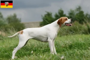 Read more about the article Criadores de Pointer inglês e cachorros em Saarland