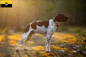 Read more about the article Criadores de Pointer inglês e cachorros em Saxónia-Anhalt