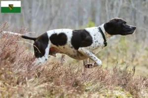 Read more about the article Criadores de Pointer inglês e cachorros em Saxónia