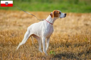 Read more about the article Criadores de Pointer inglês e cachorros na Turíngia