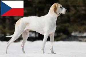 Read more about the article Criadores de Porcelaine e cachorros na República Checa