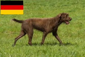 Read more about the article Criadores de Pudelpointer e cachorros na Alemanha