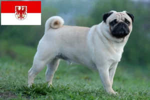 Read more about the article Criadores de pug e cachorros em Brandenburg