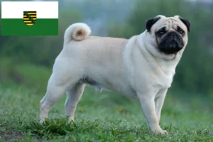 Read more about the article Criadores de pug e cachorros em Saxónia