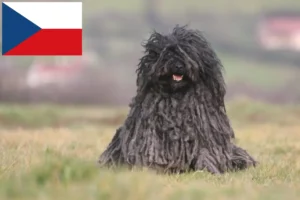 Read more about the article Criadores de Puli e cachorros na República Checa
