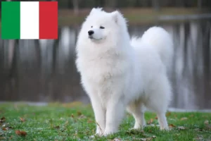 Read more about the article Criadores de Samoieda e cachorros em Itália