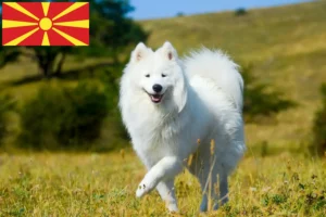 Read more about the article Criadores de Samoieda e cachorros na Macedónia do Norte