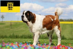 Read more about the article Criadores de São Bernardo e cachorros em Baden-Württemberg