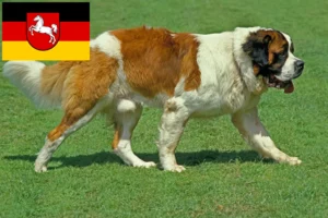 Read more about the article Criadores de São Bernardo e cachorros na Baixa Saxónia