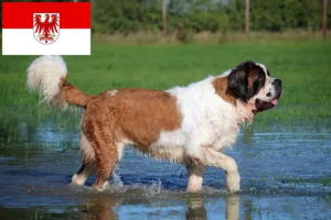 Read more about the article Criadores de São Bernardo e cachorros em Brandenburg