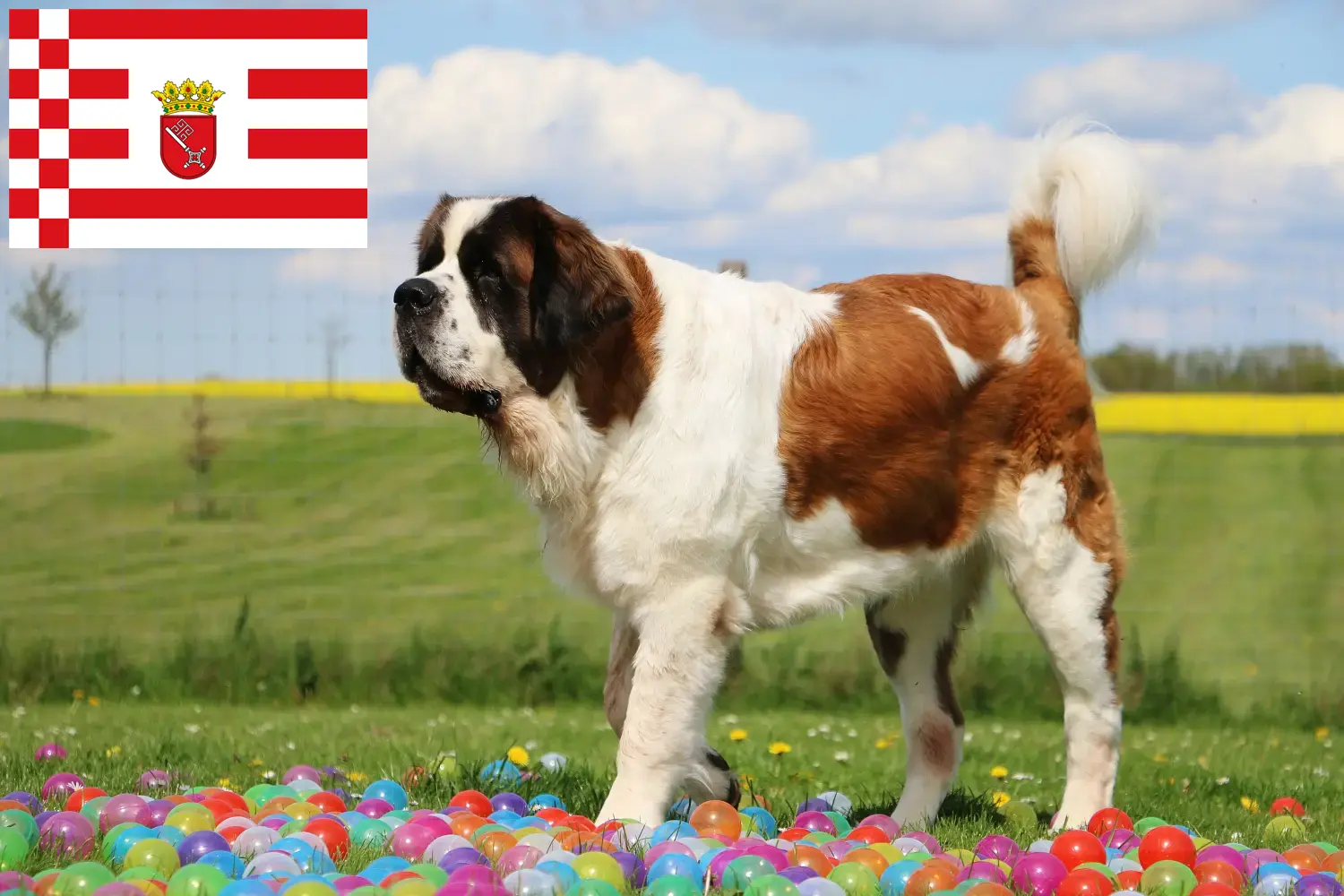 Read more about the article Criadores de São Bernardo e cachorros em Bremen