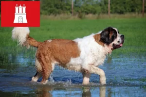 Read more about the article Criadores de São Bernardo e cachorros em Hamburgo