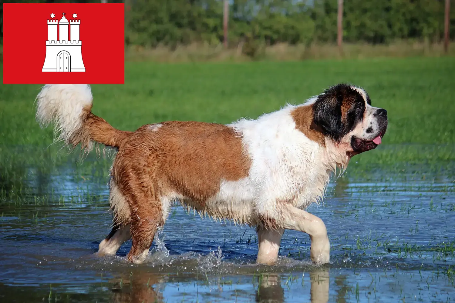 São Bernardo cachorros e criadores Hamburgo Aqui pode encontrar criadores de São Bernardo em Hamburgo.