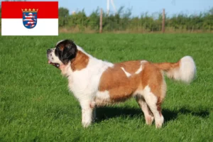 Read more about the article Criadores de São Bernardo e cachorros em Hessen