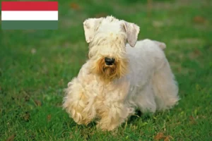 Read more about the article Criadores de Sealyham Terrier e cachorros na Hungria