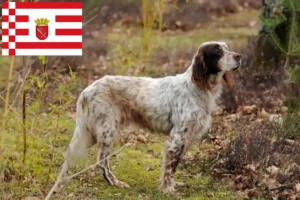Read more about the article Criadores de Setter inglês e cachorros em Bremen