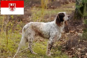 Read more about the article Criadores de Setter inglês e cachorros em Brandenburg