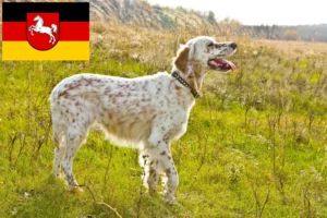 Read more about the article Criadores de Setter Inglês e cachorros na Baixa Saxónia