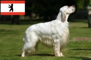 Read more about the article Criadores de Setter inglês e cachorros em Berlim