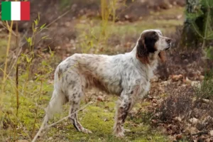 Read more about the article Criadores e cachorros de Setter Inglês em Itália