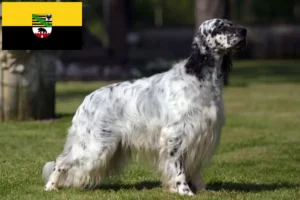 Read more about the article Criadores de Setter inglês e cachorros em Saxónia-Anhalt