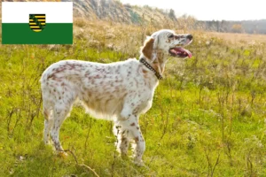 Read more about the article Criadores de Setter inglês e cachorros em Saxónia