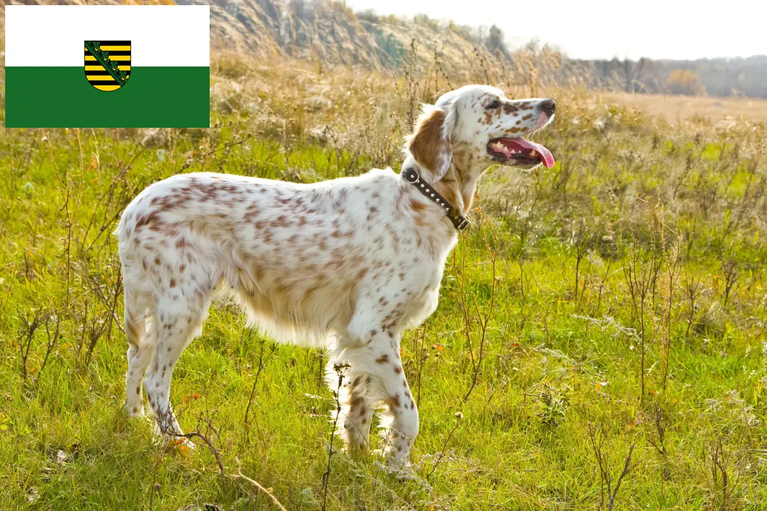 Read more about the article Criadores de Setter inglês e cachorros em Saxónia