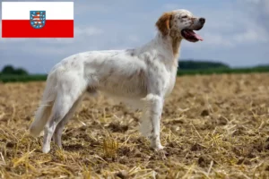 Read more about the article Criadores de Setter inglês e cachorros em Turíngia