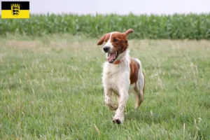 Read more about the article Setter vermelho e branco irlandês criadores e cachorros em Baden-Württemberg