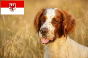 Read more about the article Setter vermelho e branco irlandês criadores e cachorros em Brandenburg