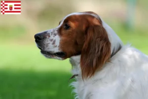 Read more about the article Setter vermelho e branco irlandês criadores e cachorros em Bremen