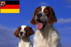 Read more about the article Criadores e cachorros de Setter irlandês vermelho e branco em Renânia-Palatinado