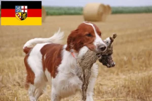 Read more about the article Setter vermelho e branco irlandês criadores e cachorros em Saarland