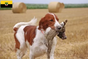 Read more about the article Criadores e cachorros de Setter irlandês vermelho e branco em Saxónia-Anhalt