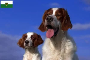 Read more about the article Criadores e cachorros de Setter irlandês vermelho e branco na Saxónia