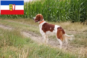 Read more about the article Setter vermelho e branco irlandês criadores e cachorros em Schleswig-Holstein