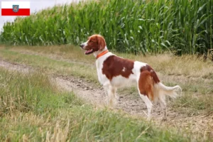Read more about the article Criadores de Setter irlandês vermelho e branco e cachorros na Turíngia
