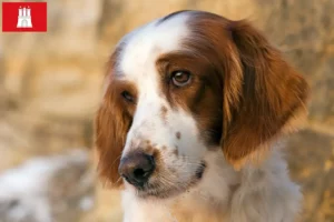 Read more about the article Setter vermelho e branco irlandês criadores e cachorros em Hamburgo