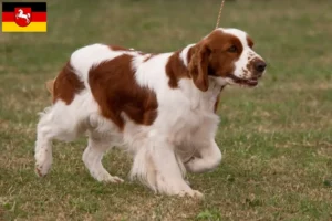 Read more about the article Criadores e cachorros de Setter irlandês vermelho e branco na Baixa Saxónia