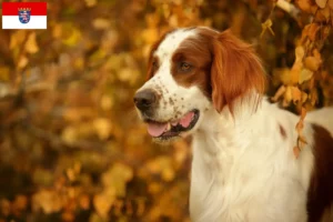 Read more about the article Setter vermelho e branco irlandês criadores e cachorros em Hessen