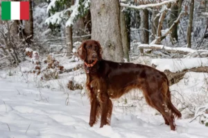 Read more about the article Criadores e cachorros de Setter Vermelho Irlandês em Itália