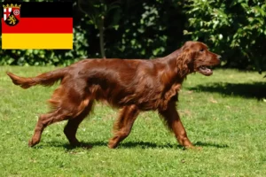 Read more about the article Criadores de Setter Vermelho Irlandês e cachorros em Renânia-Palatinado